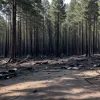 Подростки-поджигатели: в Германии задержаны подозреваемые в серии лесных пожаров