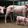 Инфлюенсер Биби Хайнике в слезах: что стоит за эмоциональным обращением о жестоком обращении с животными в поставках Edeka?