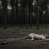 Полиция Билефельда расследует убийство осла в лесу, есть подозреваемые