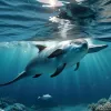 Морские свиньи в Балтийском море стремительно вымирают: что стало причиной?