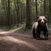 Любопытный медведь в Вайоминге заинтересовался камерой вместо приманки