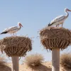 Из-за засухи аисты в Германии выбрасывают птенцов из гнезд