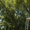 Собака на 10-метровой высоте: необычное спасение в США