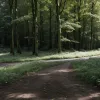 В лесу под Гёттингеном обнаружен труп женщины: полиция начала расследование