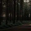 Чудом спасся: Мужчина сбежал от вооруженных грабителей в лесу под Дортмундом