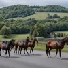 В немецком Штольберге сбежавшие лошади перекрыли движение на дороге