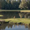 В немецком Людвигсхафене неизвестные стреляли в гусей из духового ружья: ранен гусенок