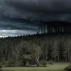 Шторм "Тим" обрушился на Германию: повалены деревья и разрушения