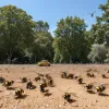 Двухлетний ребенок на грани жизни и смерти после нападения ос в США: 150+ укусов вызвали отказ органов