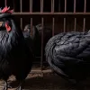 В немецкой деревне разгорелся "курячий детектив" из-за редкого петуха за 4000 евро