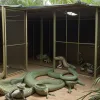 Приют для диких животных в Германии переполнен экзотами: число спасенных удвоилось