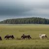 Германия спорит о регулировании численности волков: федеральные земли расходятся во мнениях