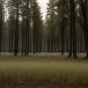 Тревога из-за хищника: В Саксонии-Анхальт запущена система оповещения KatWarn