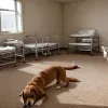 Приют для животных борется за жизнь собак, раненых сбежавшим дикобразом: ветеринарные счета превысили 25 000 евро