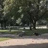 В немецком Дуйсбурге женщина принесла на опознание гранату (оказалась муляжом)