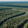 Мэр Берлина Кай Вегнер отменил планы строительства ветряных турбин в Груневальде