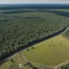 Германия: Леса Саксонии вырубают под ветряки и солнечные панели – площадью с 250 футбольных полей