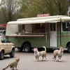 В Германии искали пуму, нашли кошку: город вздохнул с облегчением и начал продавать бургеры