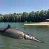 Полиция в Германии застрелила гигантского сома, который покусал пятерых пловцов в озере