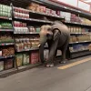 Слон зашел в супермаркет: Неожиданный визит гигантского покупателя