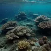Балтийское и Северное моря: На дне ржавеет смертельная угроза из Второй мировой войны