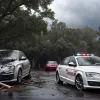 Чудо спасения: в Германии на ехавший автомобиль с семьей рухнуло 20-метровое дерево во время шторма