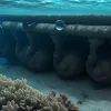 Инвазивная мидия из Черного моря угрожает системам водоснабжения Европы
