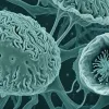 Смертельный риск промывания носа: в США женщина умерла от амебы, пожирающей мозг, после использования водопроводной воды