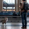 В Мюнхене полиция помогла мужчине, путешествующему с котом в рюкзаке до Италии