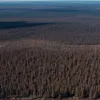 Рекордные лесные пожары в Бразилии: выгорела площадь размером с Италию