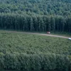 Полиция возобновила масштабные поиски в лесу под Бад-Айблингом после обнаружения тела пропавшей женщины