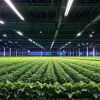 Высокотехнологичные фермы: клубничный эксперимент обещает будущее сельского хозяйства