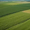 США начнут сброс миллионов стерильных мух с самолетов для борьбы с плотоядным паразитом