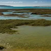 Инвазивные водоросли угрожают пляжам Испании: до 78 тонн "агрессора" удаляют ежедневно