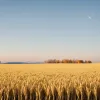 Цены на пшеницу рухнули: почему хлеб в магазинах не дешевеет?