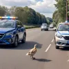 Полиция в Цвайбрюккене спасла семейство гусей с оживленной дороги