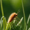 Лето, насекомые и клещи: Как защититься от опасных укусов и болезней