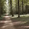 Поход в Германии отменили из-за бюрократии: для прогулки по лесу требуется разрешение