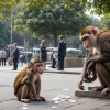 Обезьяна-вор устроила "денежный дождь" для туристов, украв пачку банкнот