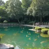 Загадка из Китая: Тысячи рыб массово выпрыгивают из водоема, видео взорвало Сеть