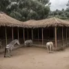Полиция в Испании обнаружила нелегальный частный зоопарк с экзотическими животными на миллионы евро