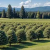 Цены на новогодние елки 2025: ожидается умеренный рост, дефицита не будет