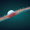Рак кишечника у молодых: тревожный рост случаев и игнорируемые симптомы до 50 лет