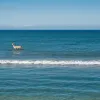 Олень-пловец удивил отдыхающих: дикое животное замечено в открытом море