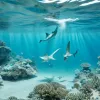 Ученые впервые засняли уникальное «тройное» спаривание леопардовых акул