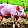 Африканская чума свиней: угроза для мирового свиноводства